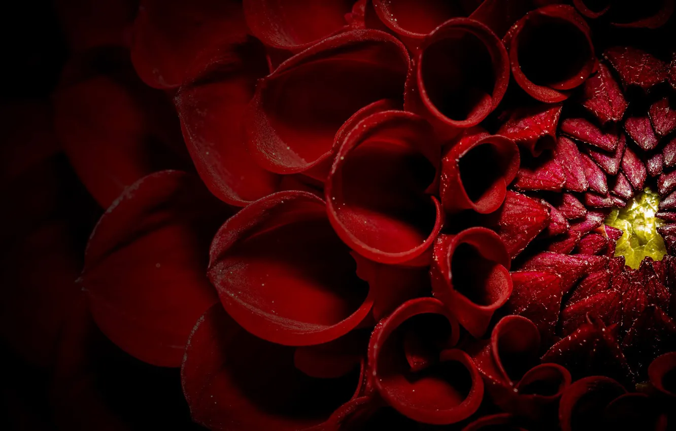 Photo wallpaper macro, red, petals, dahlias