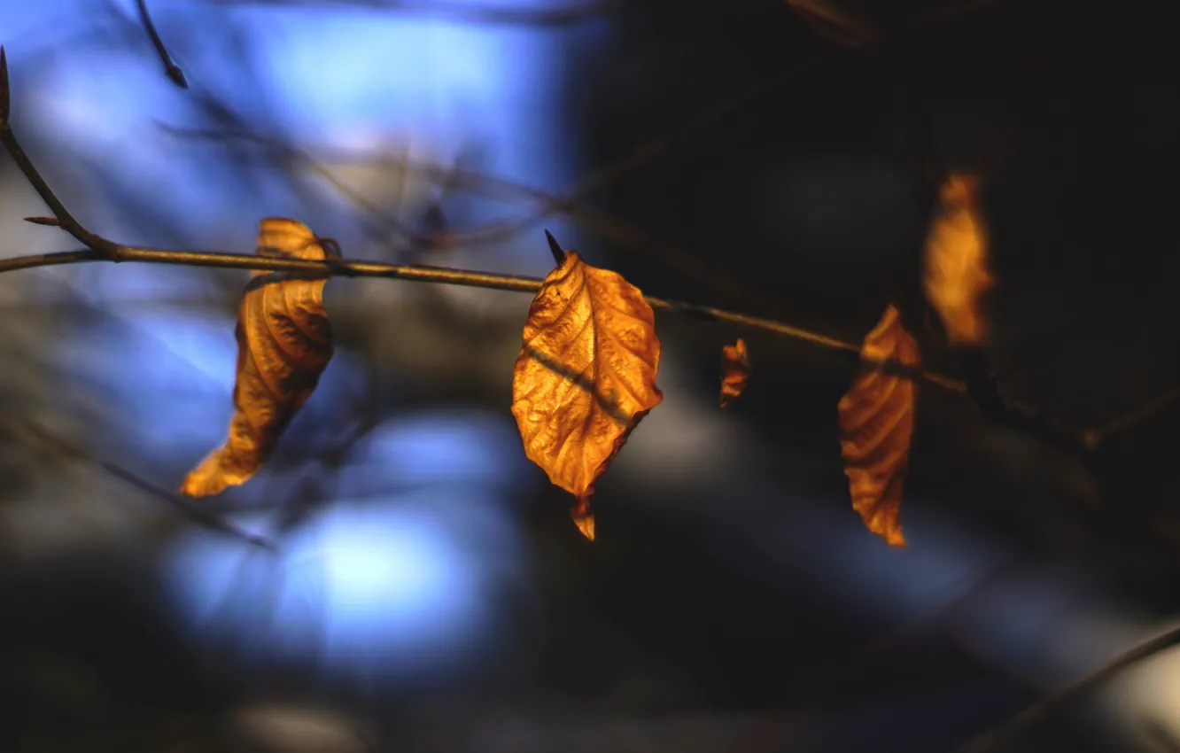 Photo wallpaper autumn, leaves, macro, nature, dry, twigs