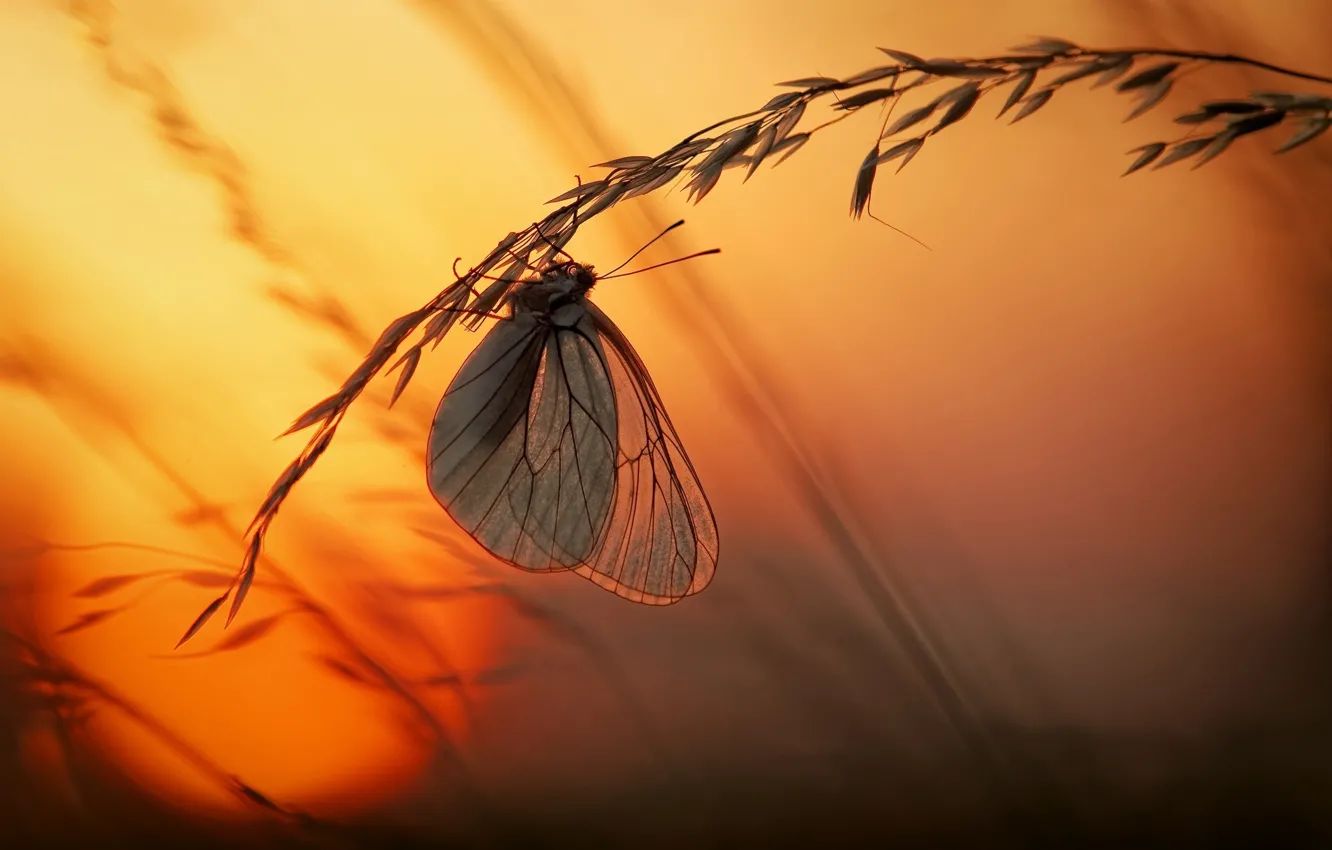 Photo wallpaper grass, the sun, macro, light, sunset, butterfly