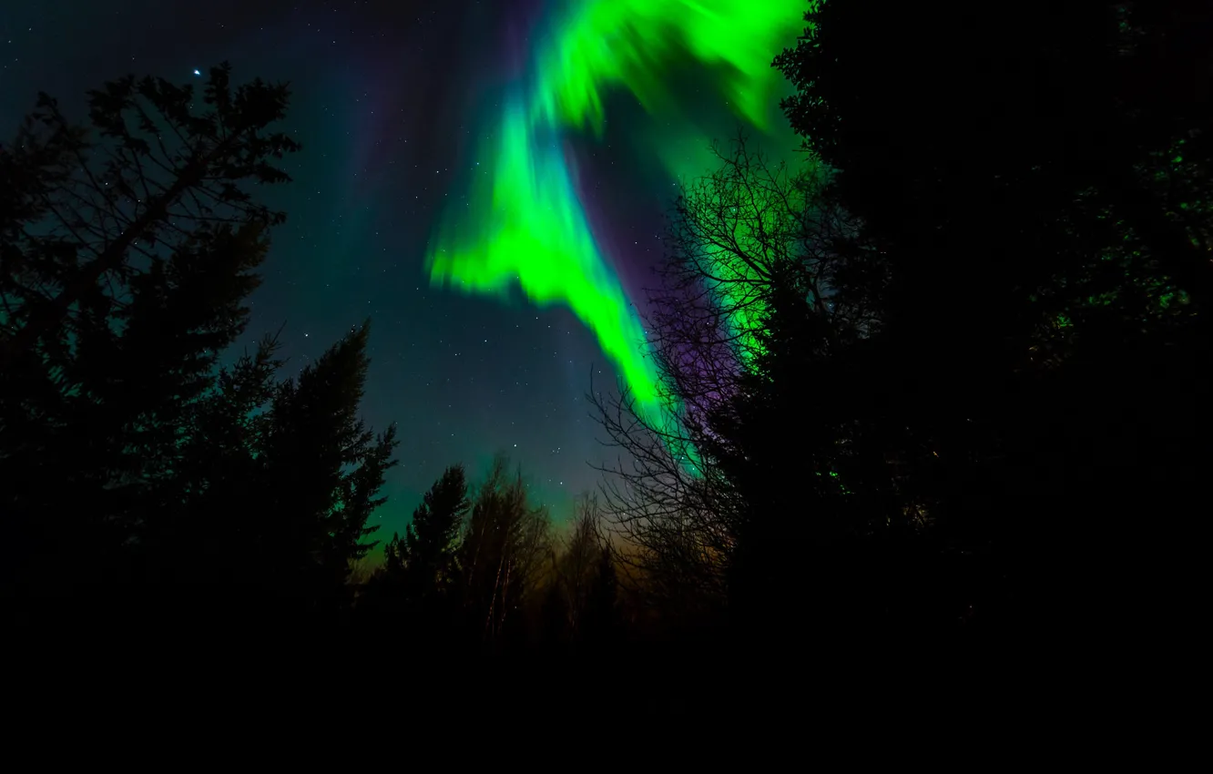 Photo wallpaper stars, trees, night, Northern lights, silhouette, Norway