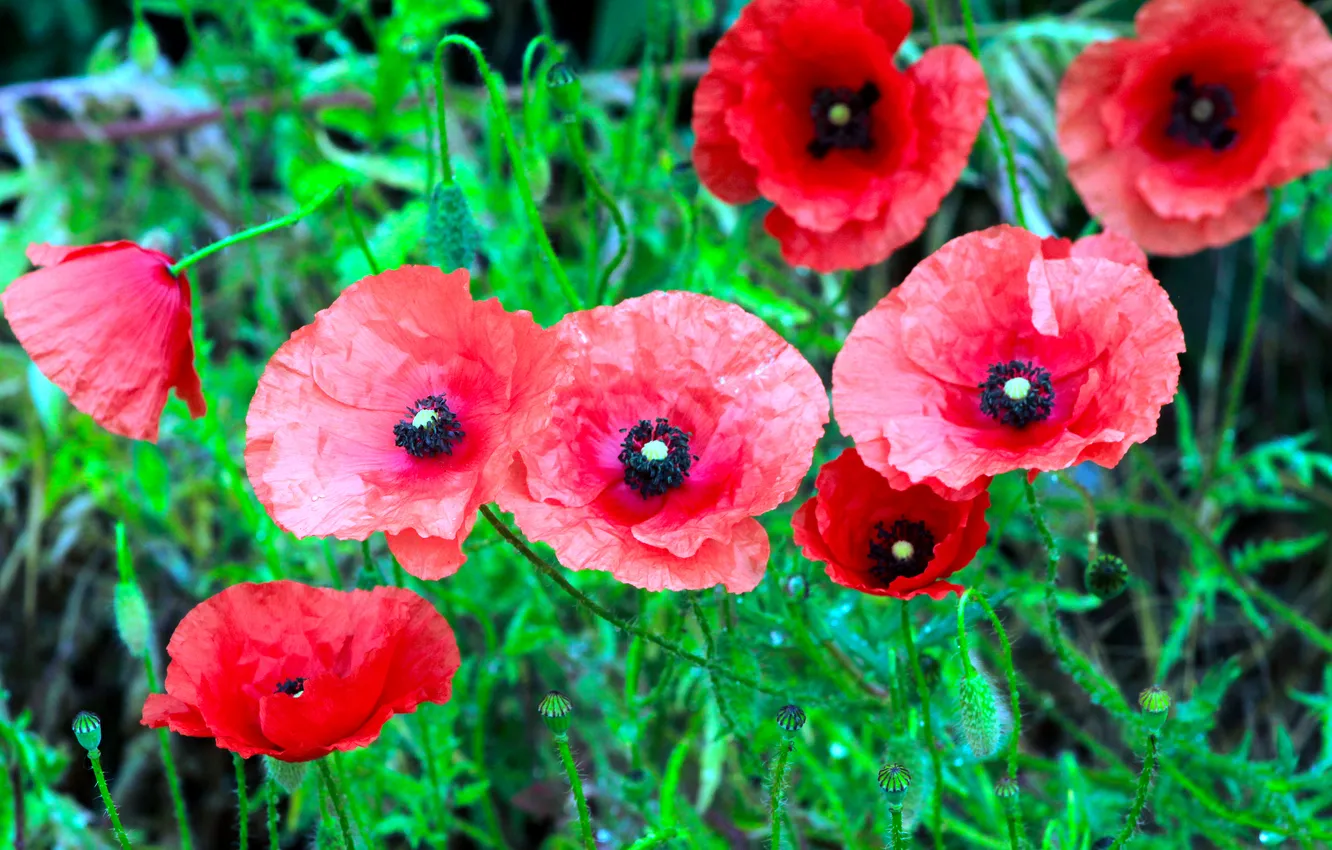 Photo wallpaper red, flower, poppy
