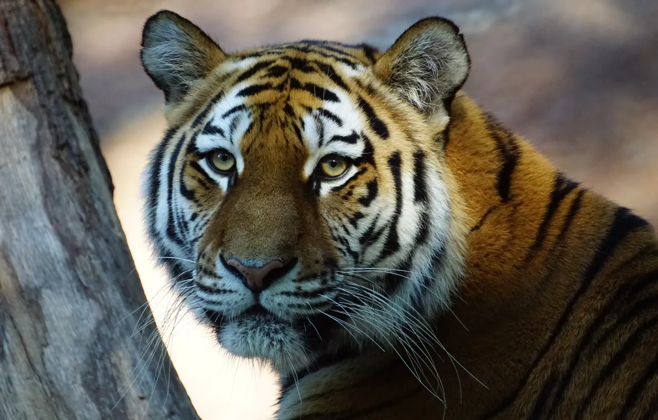 Photo wallpaper trees, portrait, cat, light, background, face, wild cats, tiger