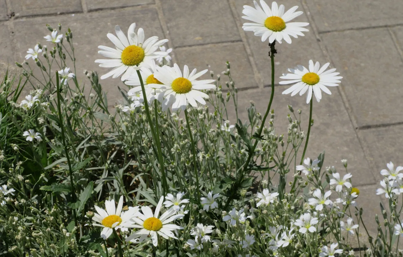 Photo wallpaper flowers, chamomile, Meduzanol ©, Summer 2018