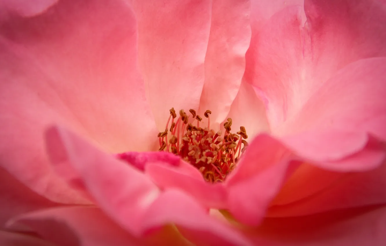 Photo wallpaper rose, nature, pink