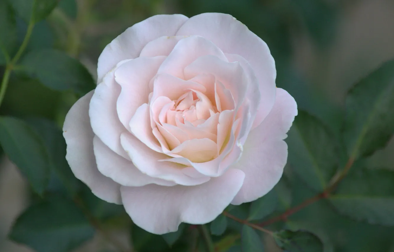 Photo wallpaper leaves, macro, tenderness, roses, petals, buds