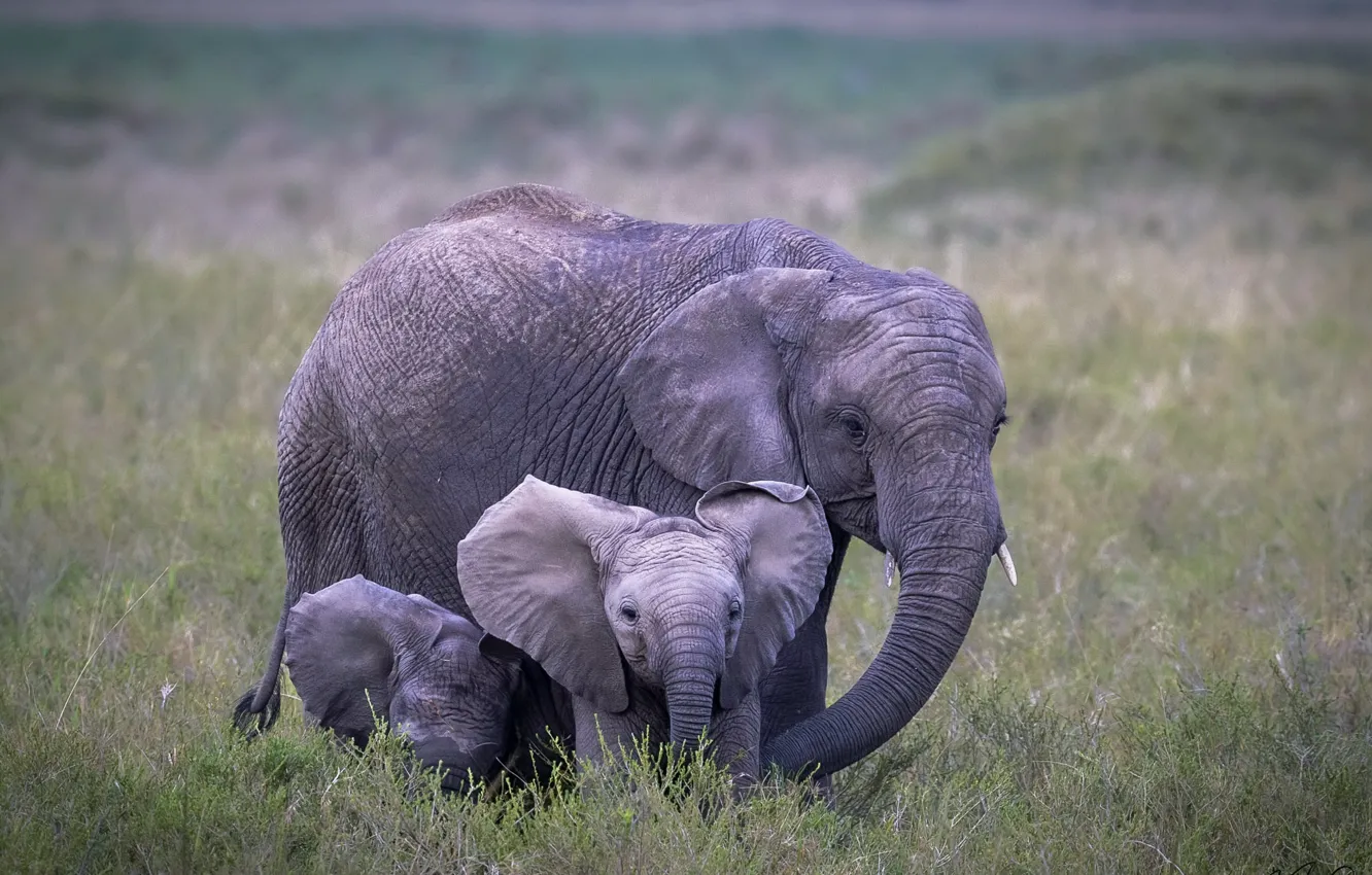 Photo wallpaper nature, background, elephant