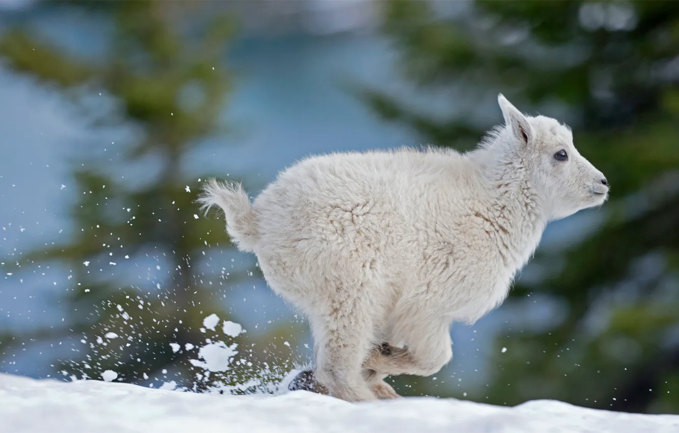 Photo wallpaper snow, sheep, rune, snow sheep