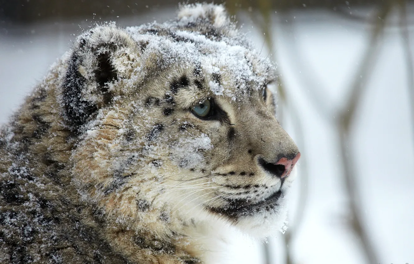 Photo wallpaper look, face, snow, predator, IRBIS, snow leopard