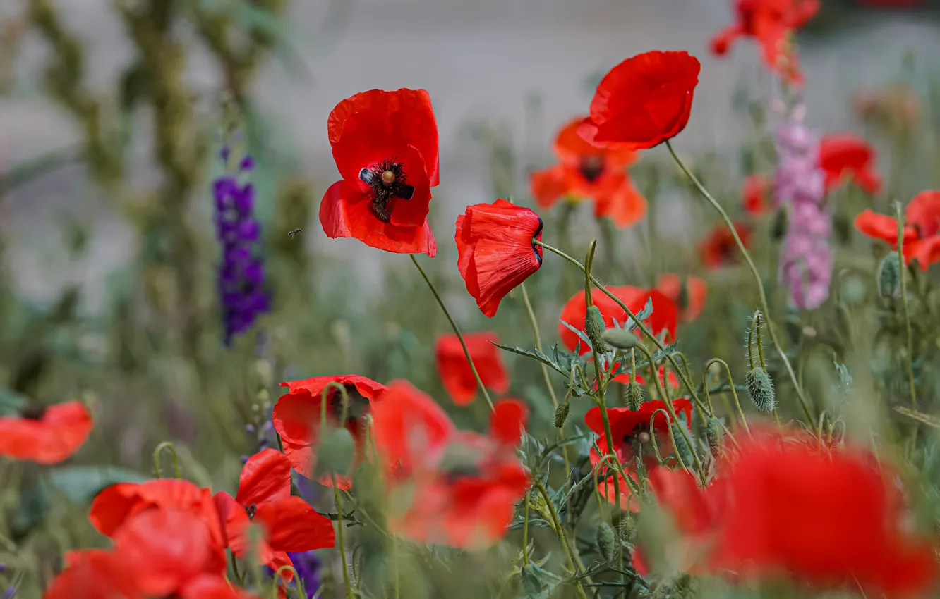 Photo wallpaper summer, flowers, red, bee, Maki, flowerbed, bokeh