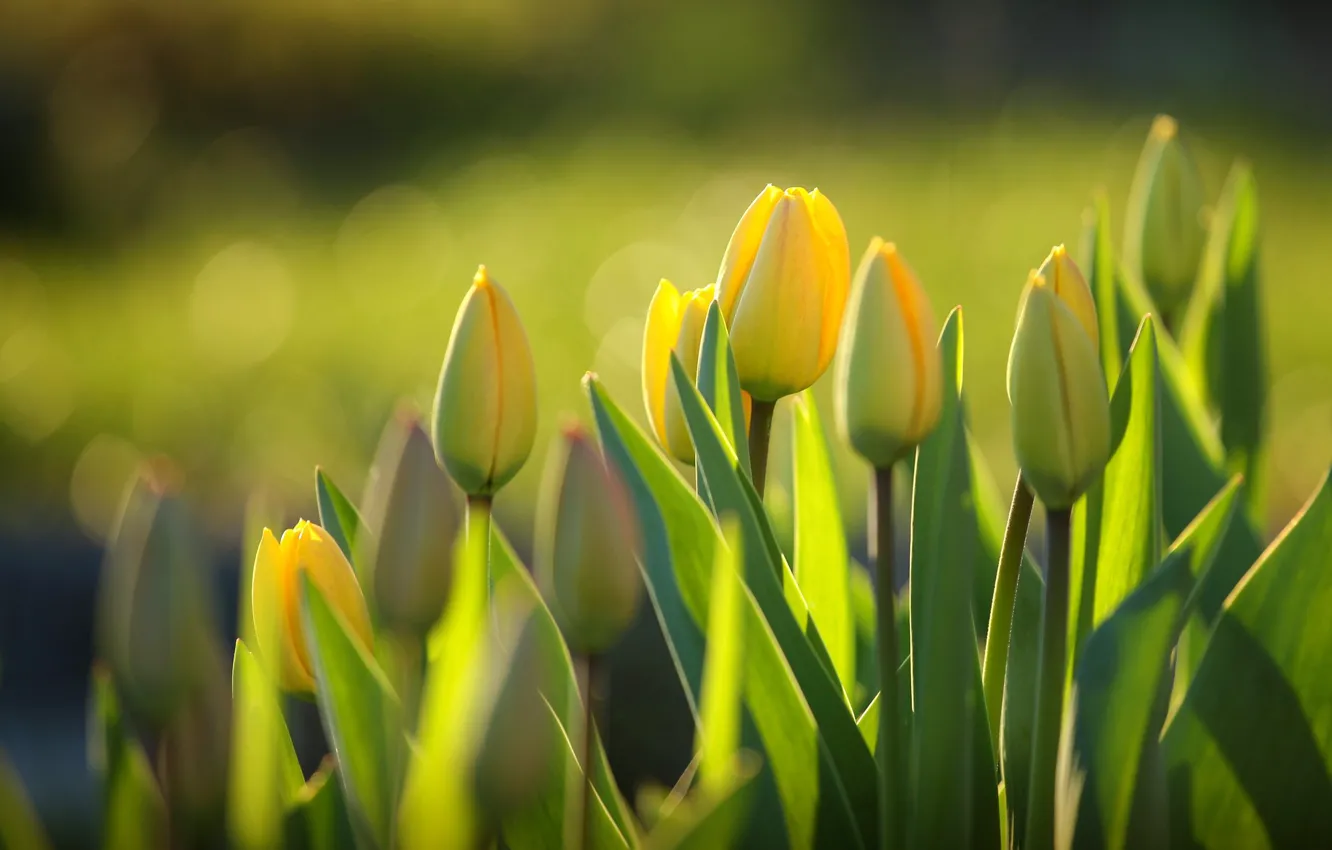 Photo wallpaper yellow, flowers, light, buds, tulips, leaves, bokeh, greens