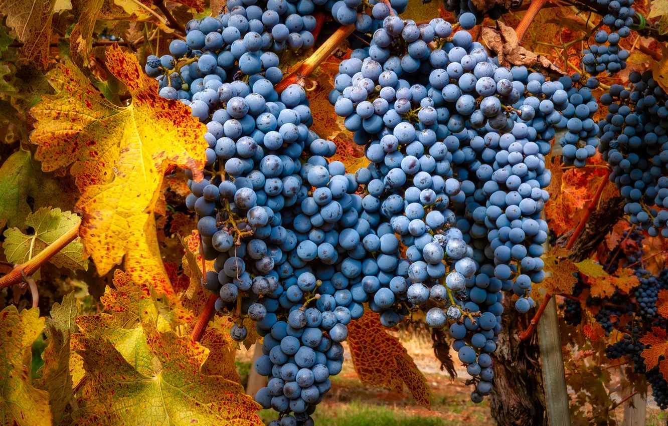 Photo wallpaper autumn, leaves, blue, yellow, nature, garden, harvest, fruit