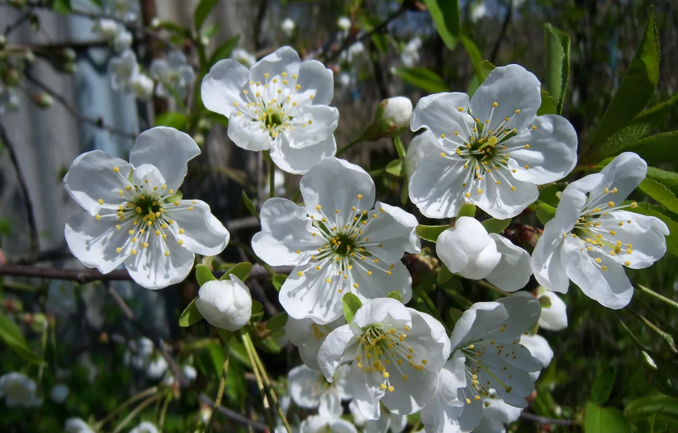 Photo wallpaper cherry, sprig, white, blooms, Meduzanol ©