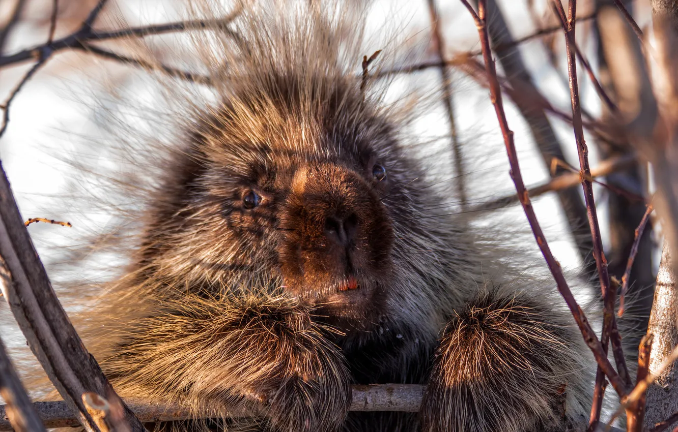 Photo wallpaper eyes, rodent, porcupine