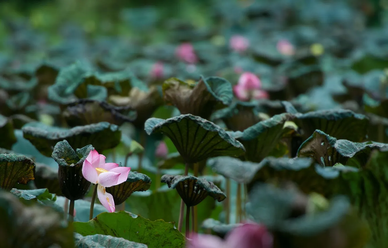 Photo wallpaper landscape, nature, lake, Lily