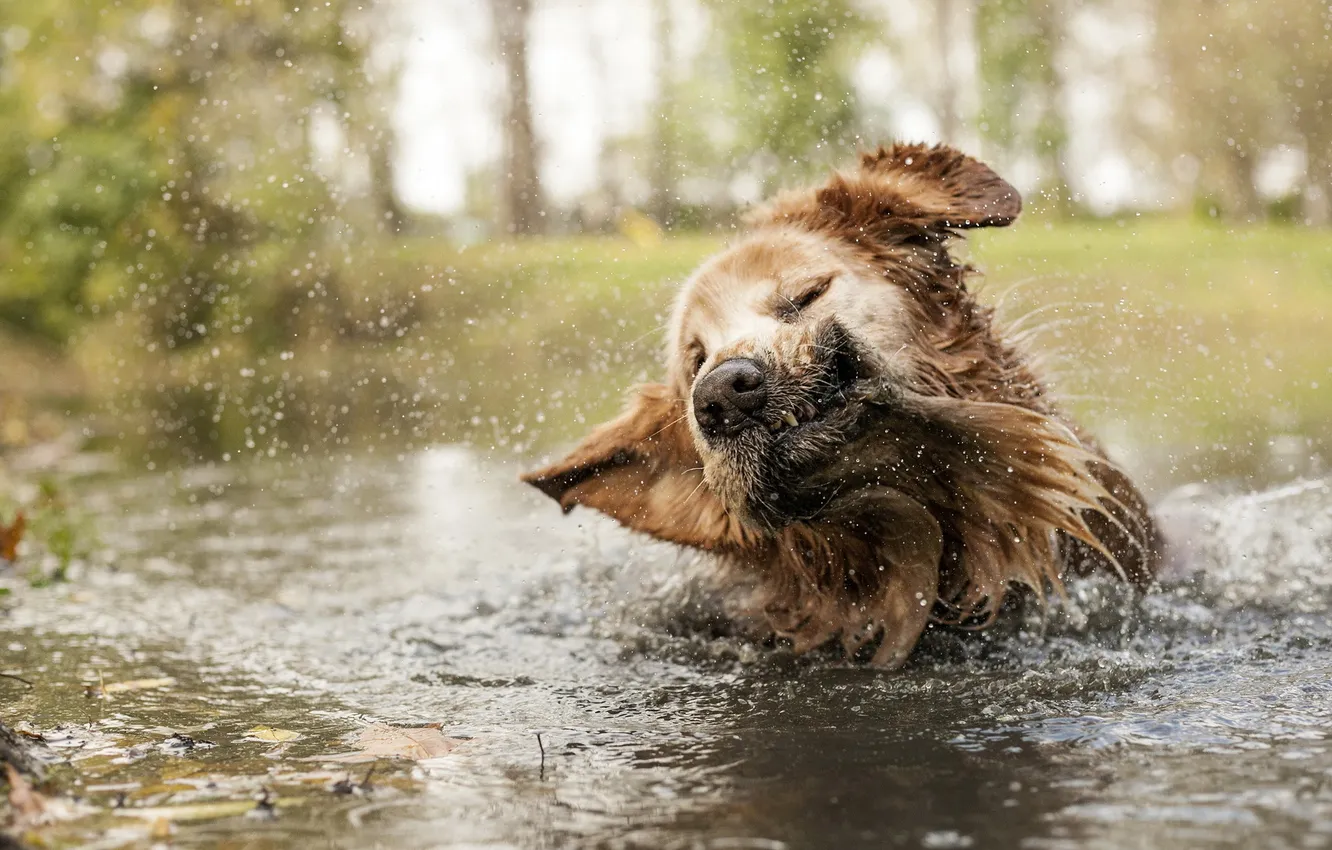 Photo wallpaper water, squirt, dog