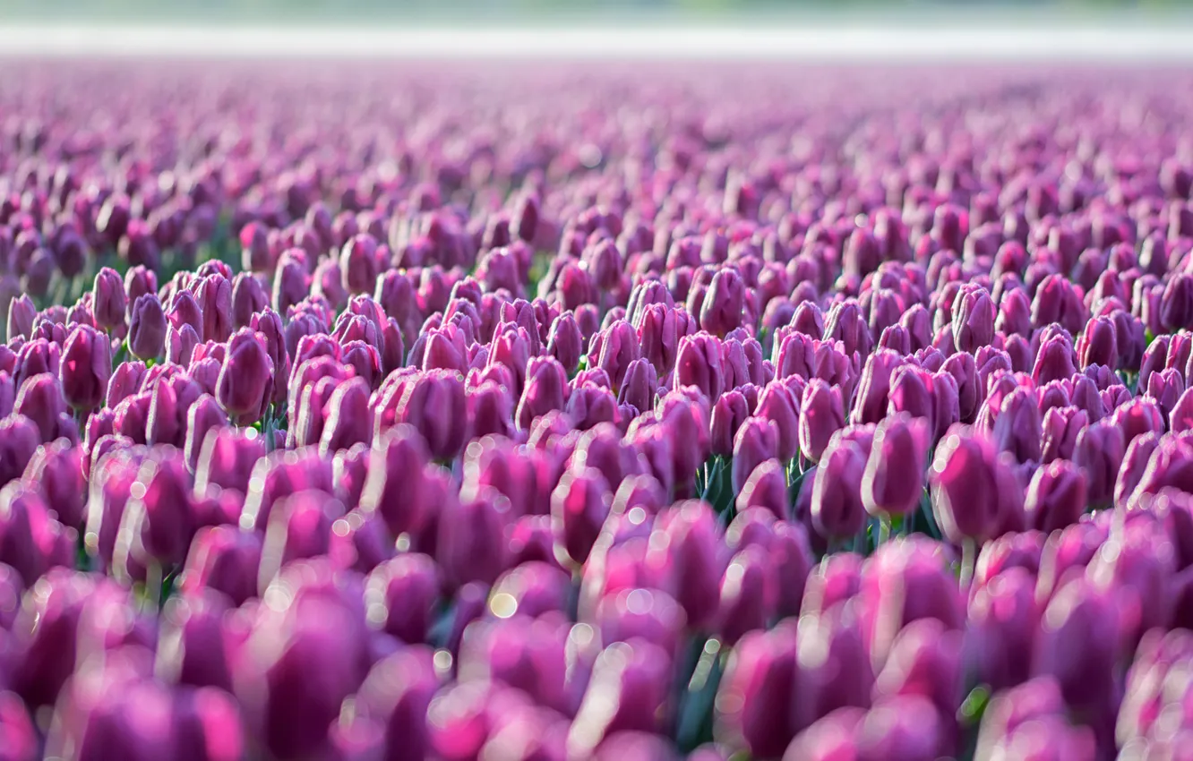 Photo wallpaper field, flowers, spring, morning, tulips