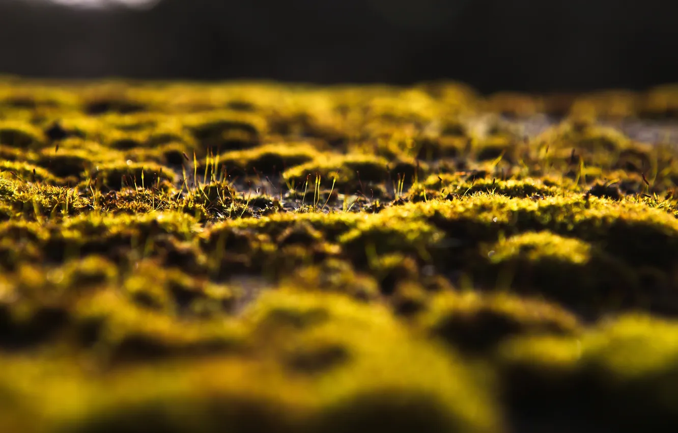 Photo wallpaper light, earth, moss