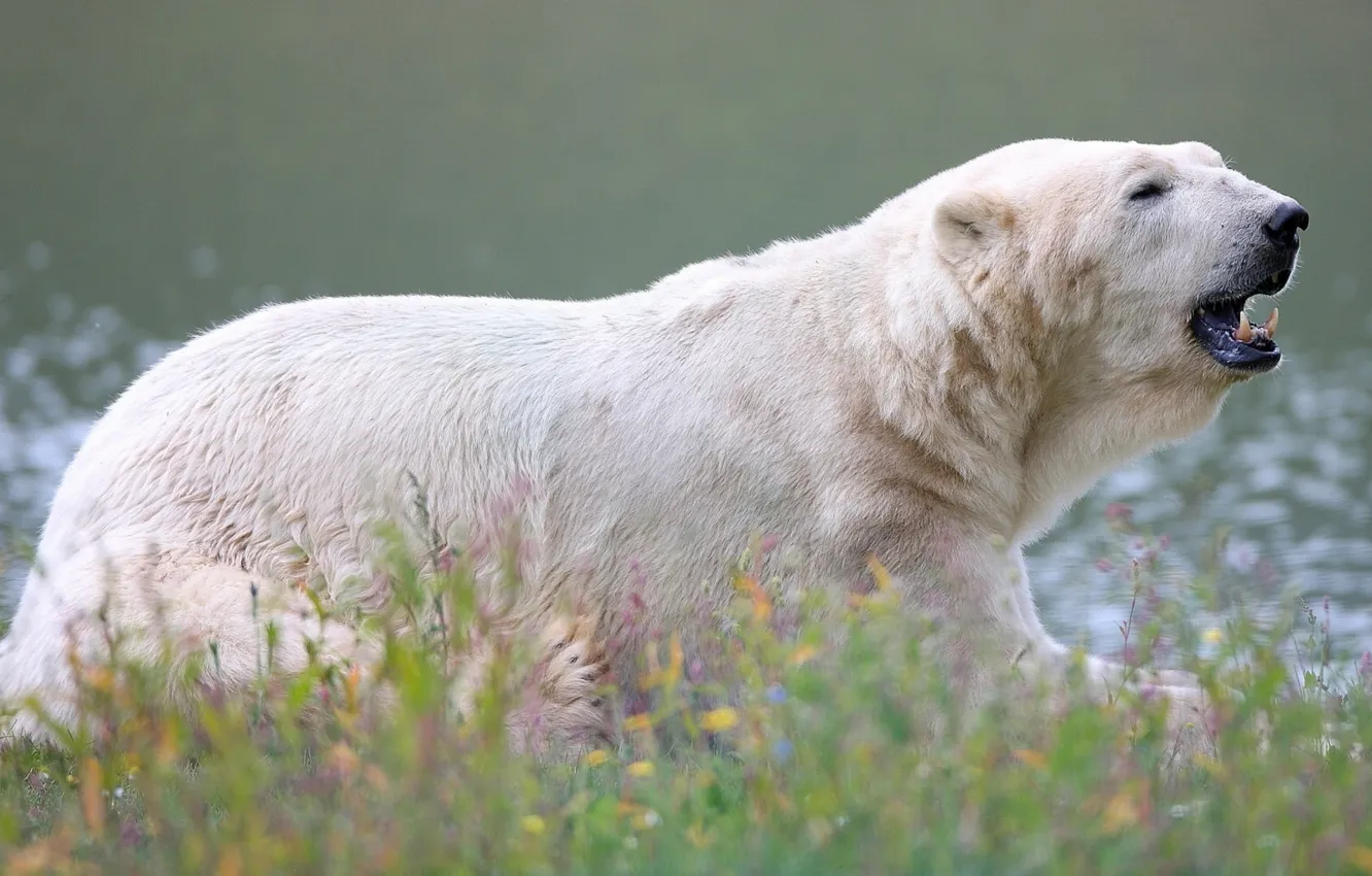Photo wallpaper bear, beast, polar bear, polar bear