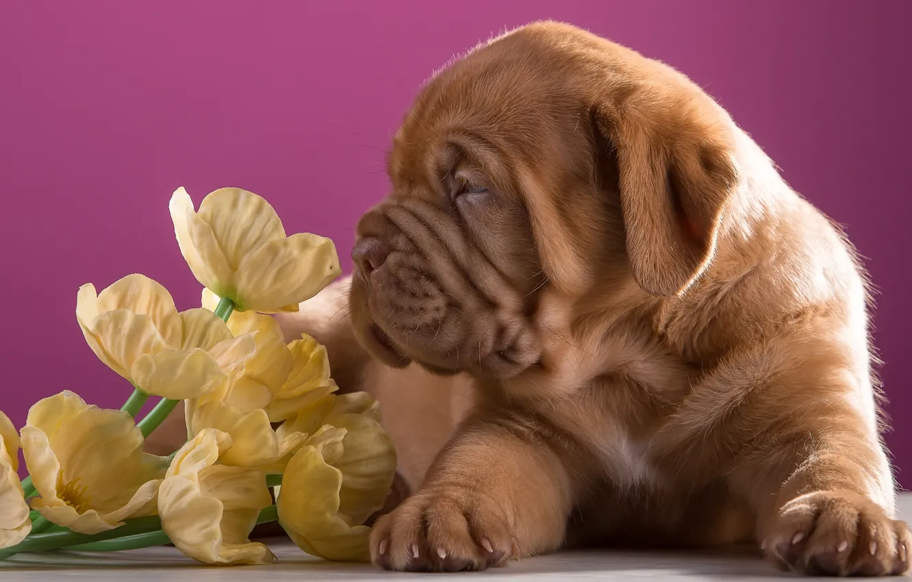 Photo wallpaper flowers, puppy, profile, breed, Dogue de Bordeaux