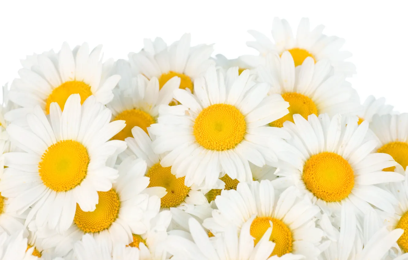 Photo wallpaper flowers, chamomile, spring, white, white, flowers, beauty, spring