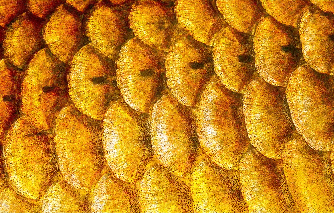 Photo wallpaper color, fish, scales, layer