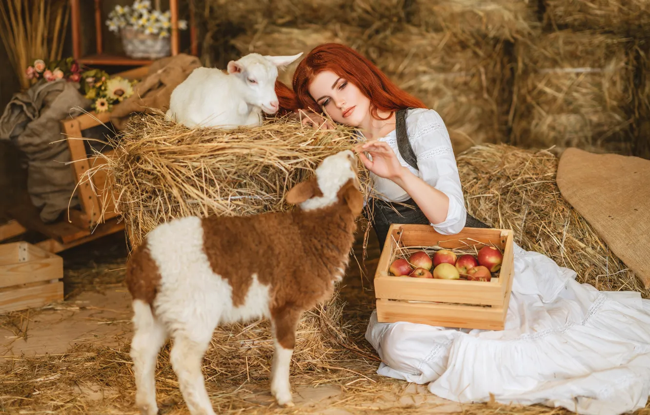 Photo wallpaper girl, apples, hay, red, lamb, box, redhead, sheep