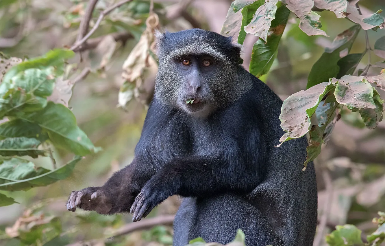 Photo wallpaper Africa, the primacy of, Tanzania, blue monkey