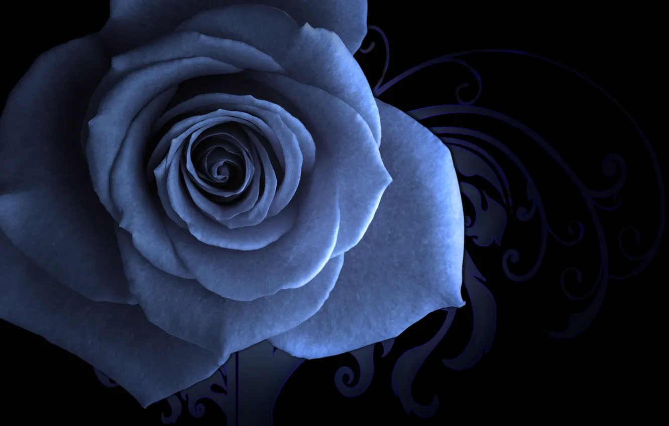 Photo wallpaper saver, blue rose, patterned background