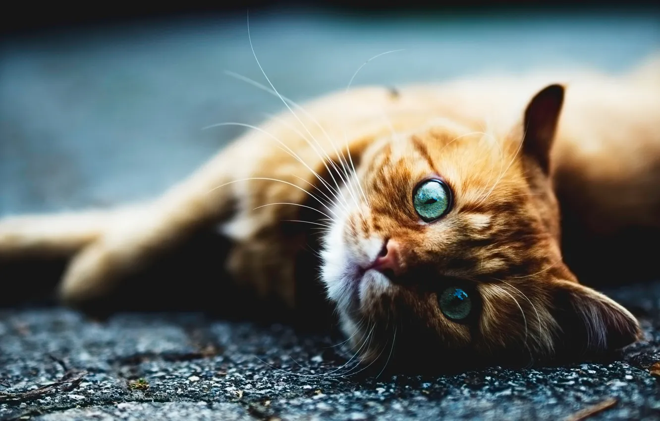 Photo wallpaper cat, cat, mustache, look, asphalt, face, pose, paws