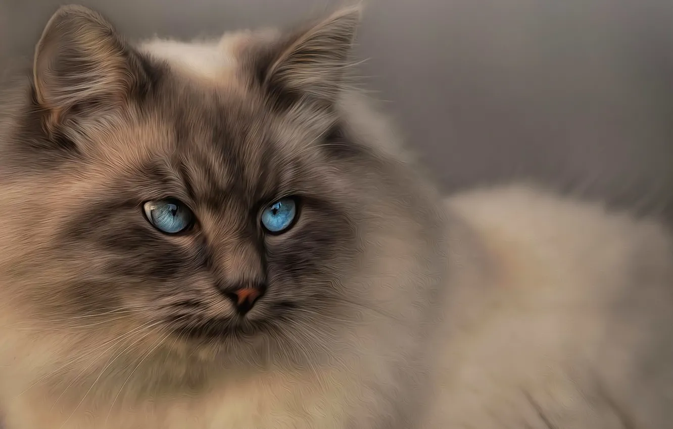 Photo wallpaper cat, look, blue eyes