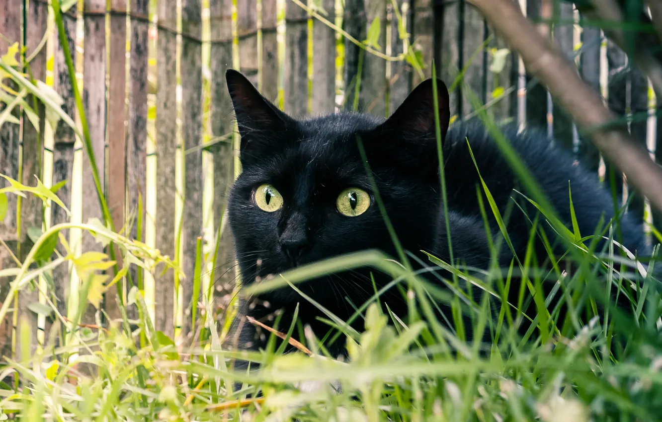 Photo wallpaper cat, grass, cat, black