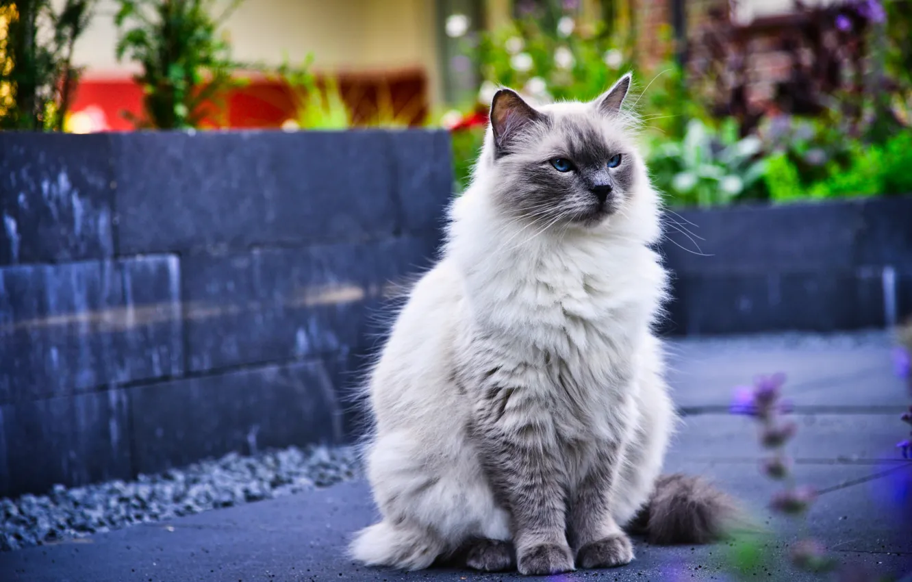 Photo wallpaper cat, cat, treatment, sitting