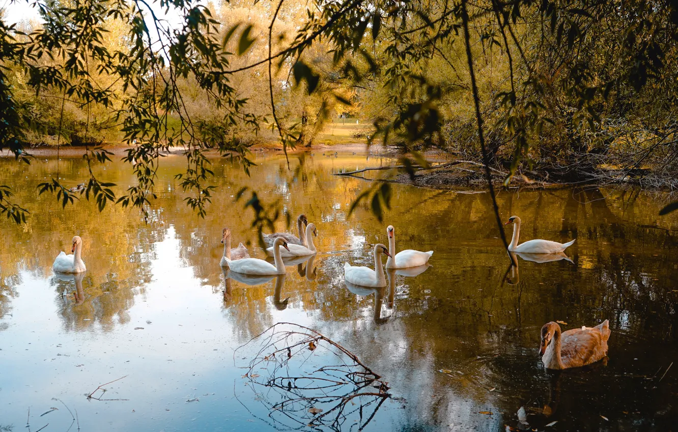Photo wallpaper autumn, birds, white, swans, pond