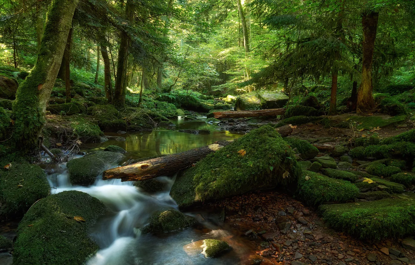 Photo wallpaper greens, forest, light, trees, pebbles, stream, stones, thickets