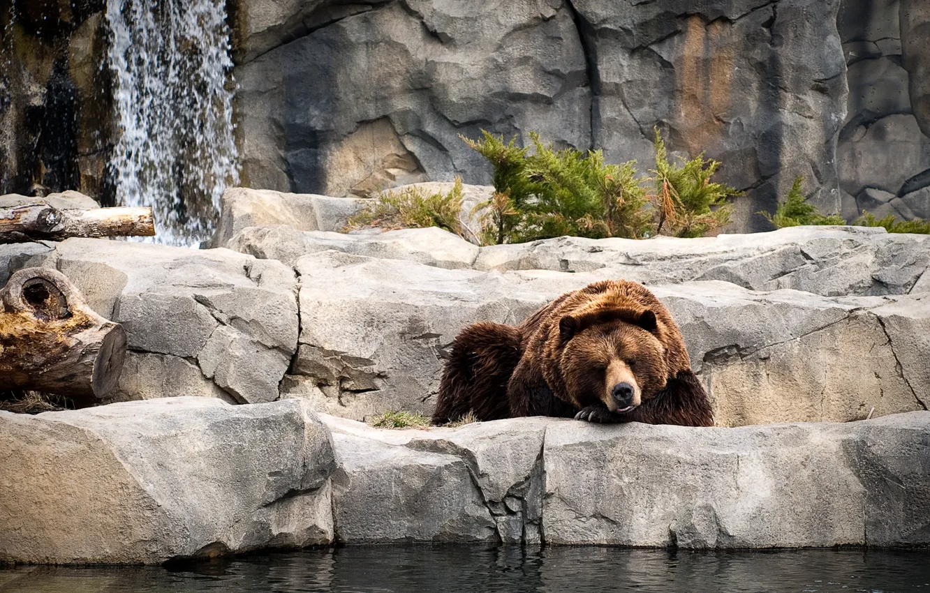 Photo wallpaper water, stones, plant, bear, sleeping, resting, zoo