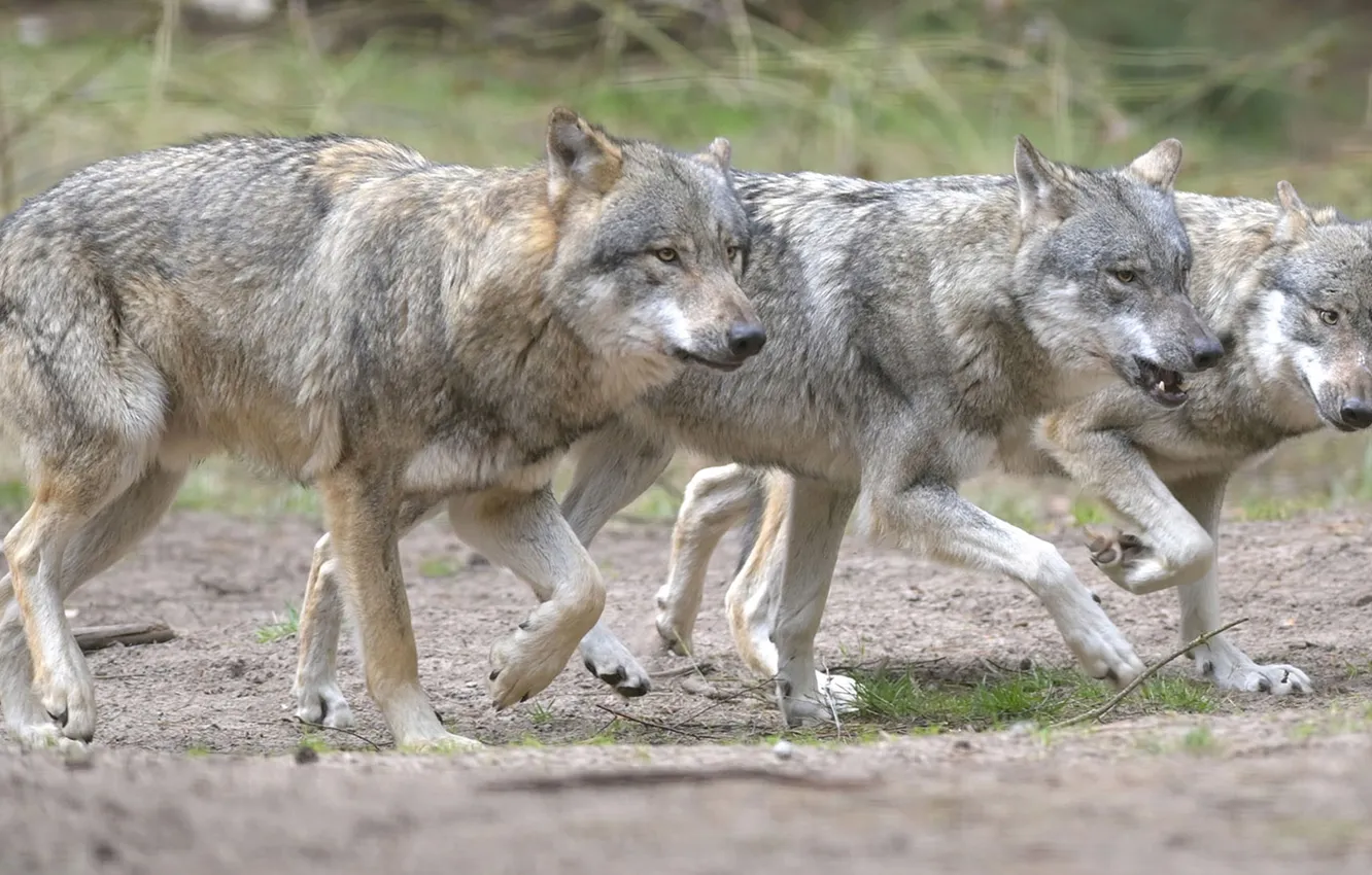 Photo wallpaper nature, face, animal, wolf, wildlife, head, fur, mammal