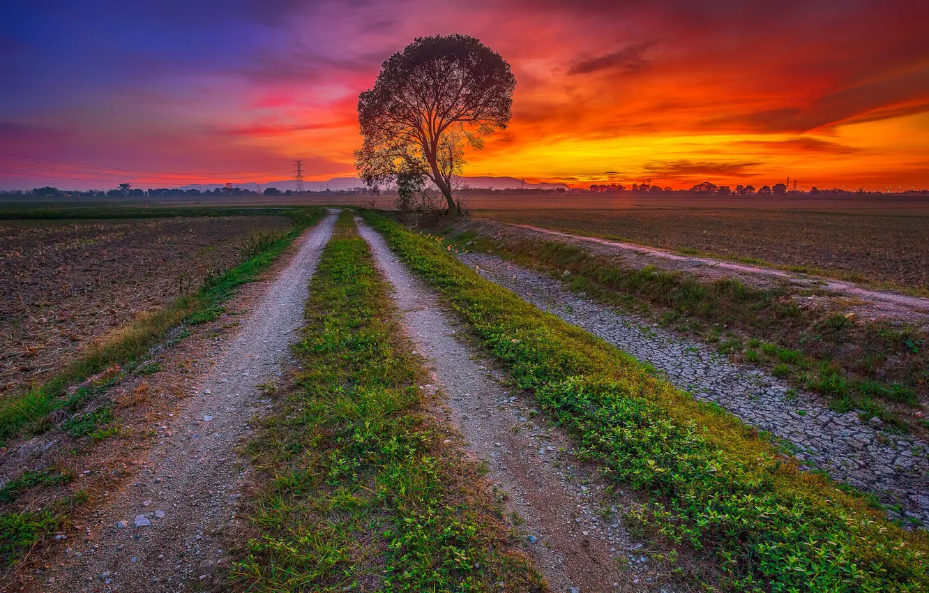 Photo wallpaper road, field, the sky, clouds, sunset, tree, glow