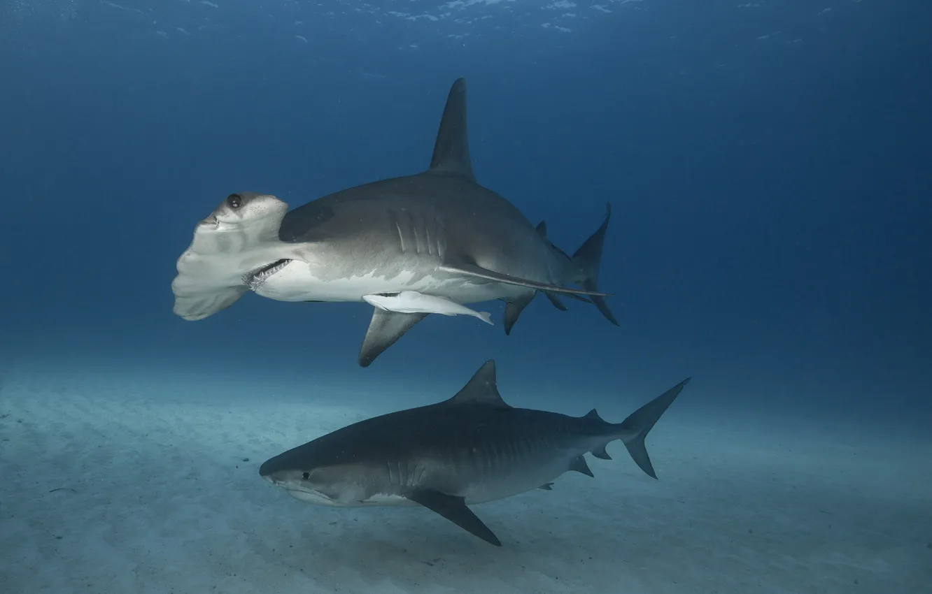 Photo wallpaper the ocean, shark, under water, the hammerhead shark