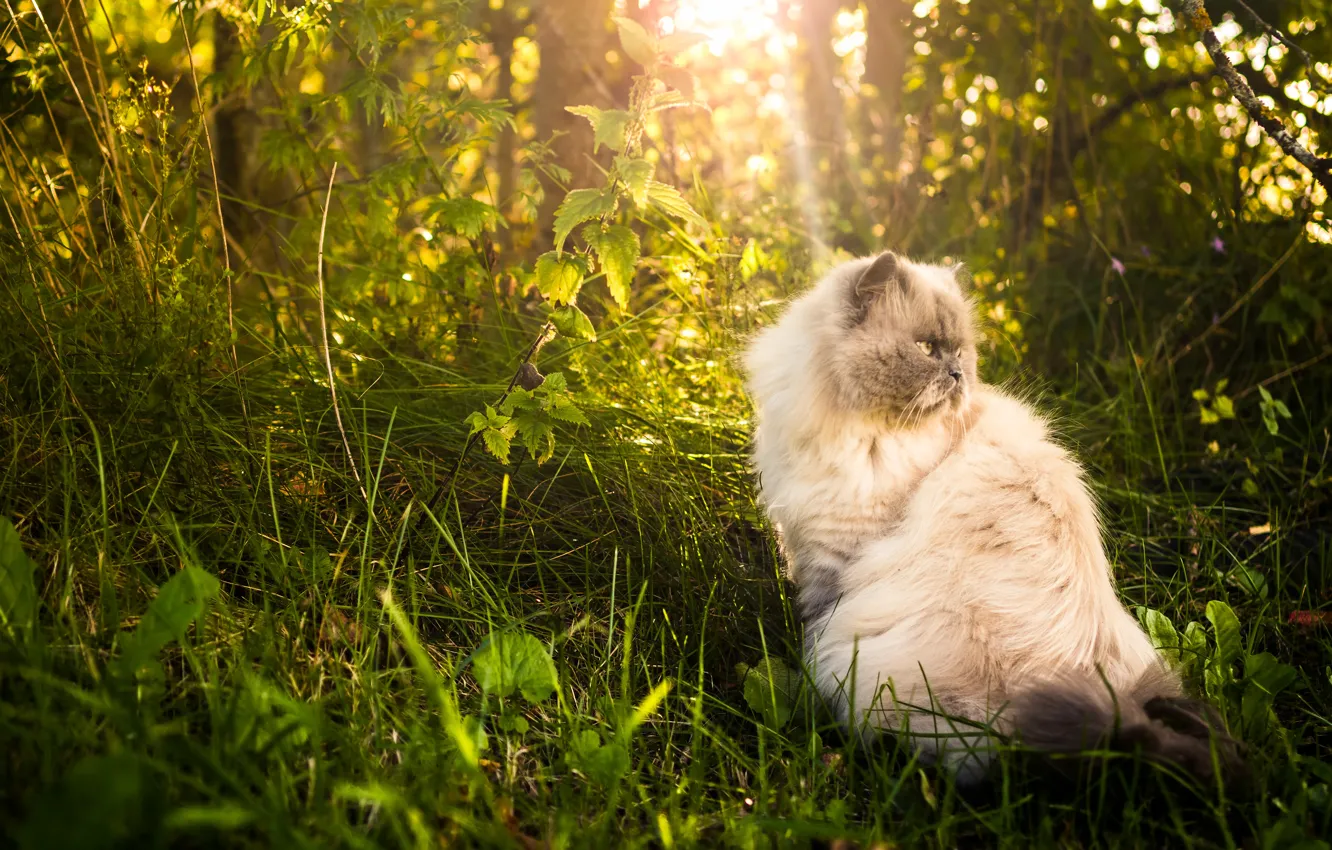 Photo wallpaper cat, grass, nature, fluffy, Persian cat
