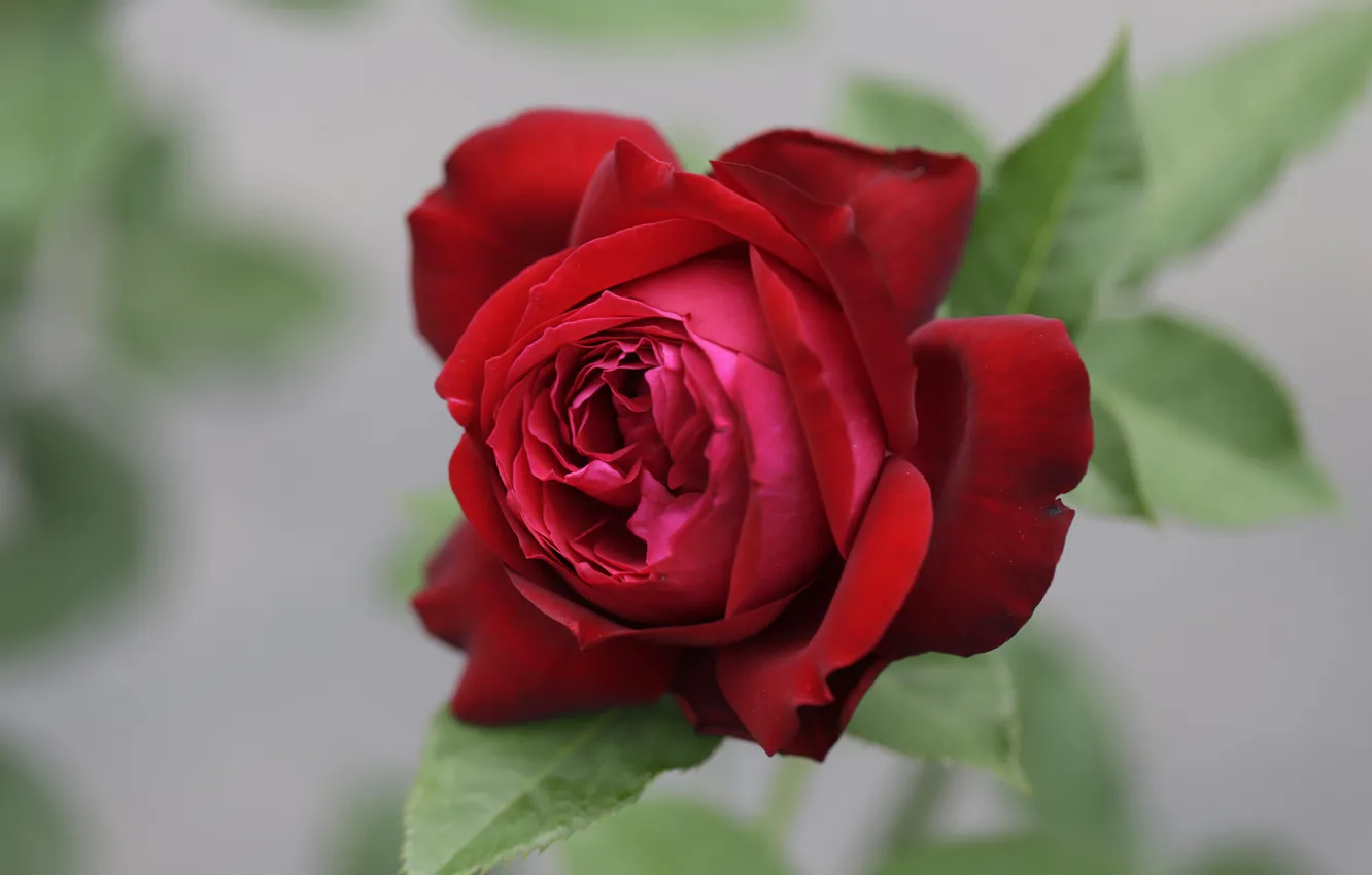 Photo wallpaper macro, red, roses, buds, bokeh
