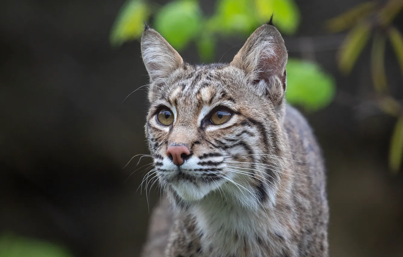 Photo wallpaper eyes, predator, lynx