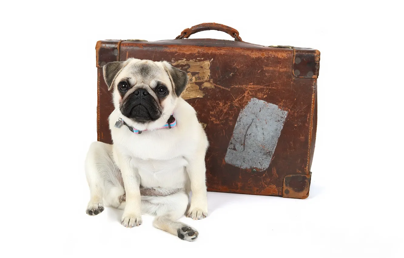 Photo wallpaper each, dog, suitcase