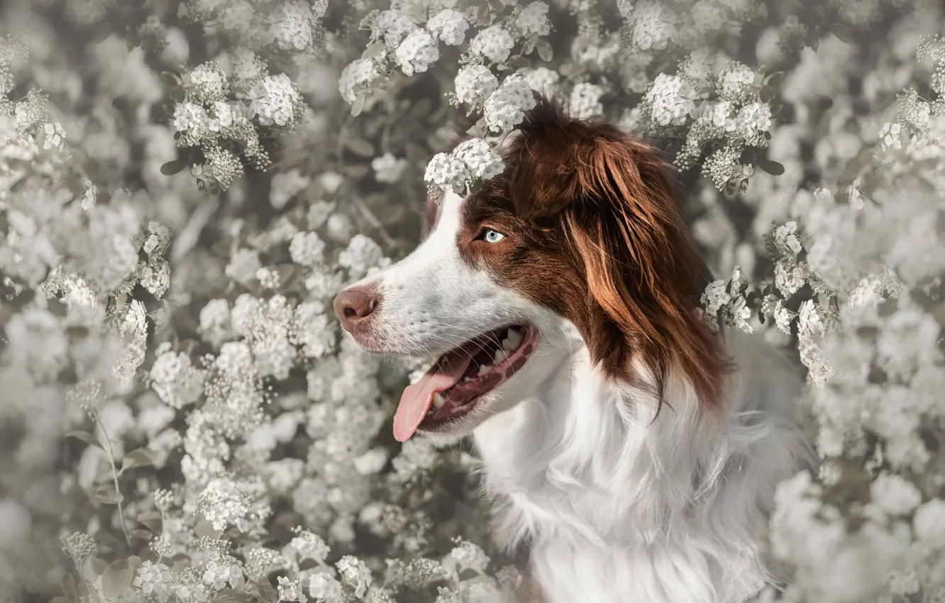 Photo wallpaper language, look, face, flowers, nature, pose, portrait, dog