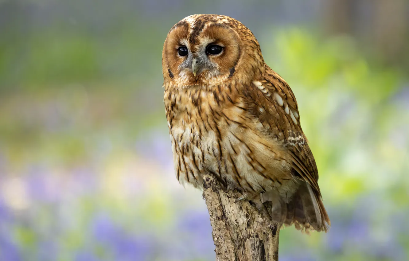 Photo wallpaper look, nature, background, owl, bird, bokeh, columns, owl