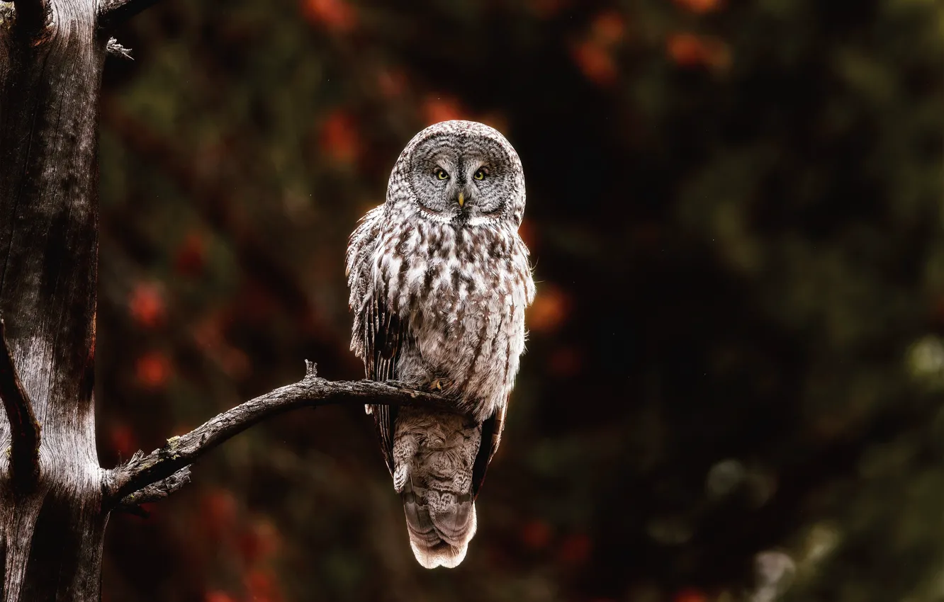 Photo wallpaper autumn, look, trees, branches, nature, the dark background, owl, bird