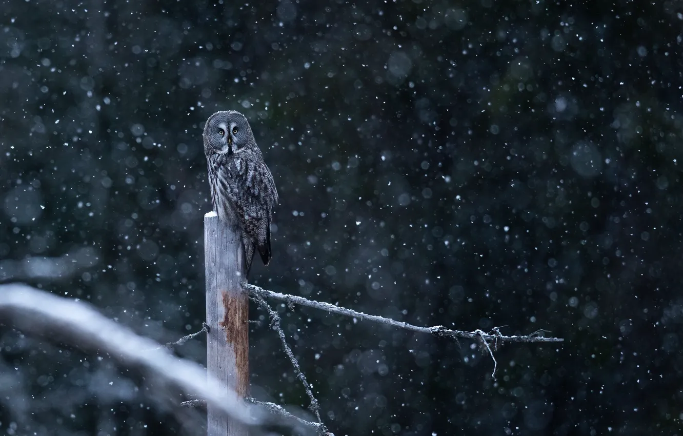 Photo wallpaper winter, snow, branches, nature, the dark background, tree, owl, bird