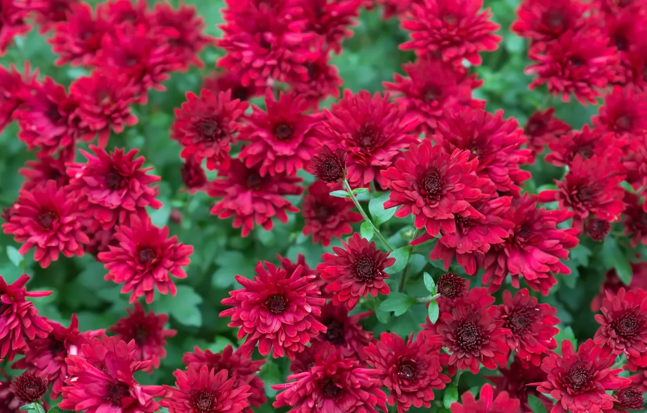 Photo wallpaper flowers, nature, background