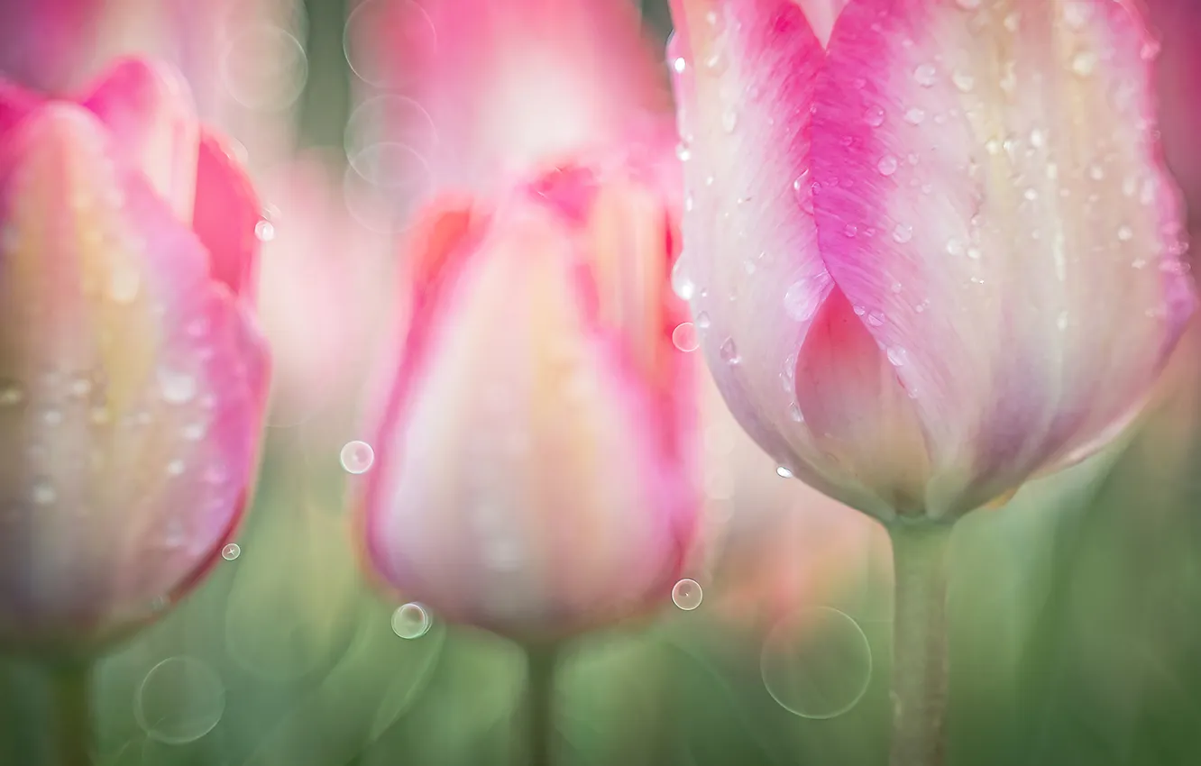Photo wallpaper drops, macro, flowers, blur, spring, tulips, pink, buds