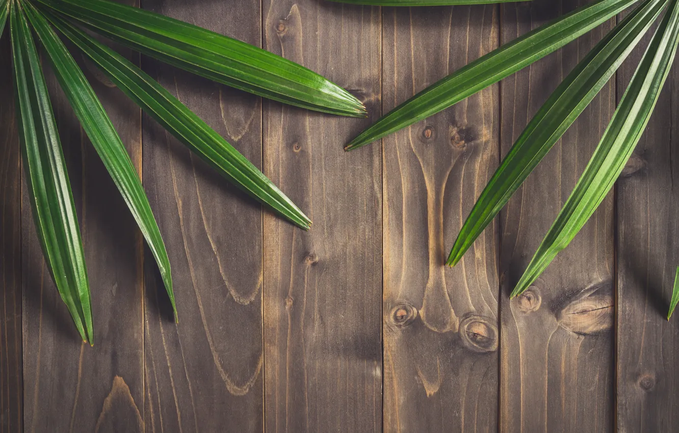 Photo wallpaper leaves, trees, background, Board, wood, texture, leaves