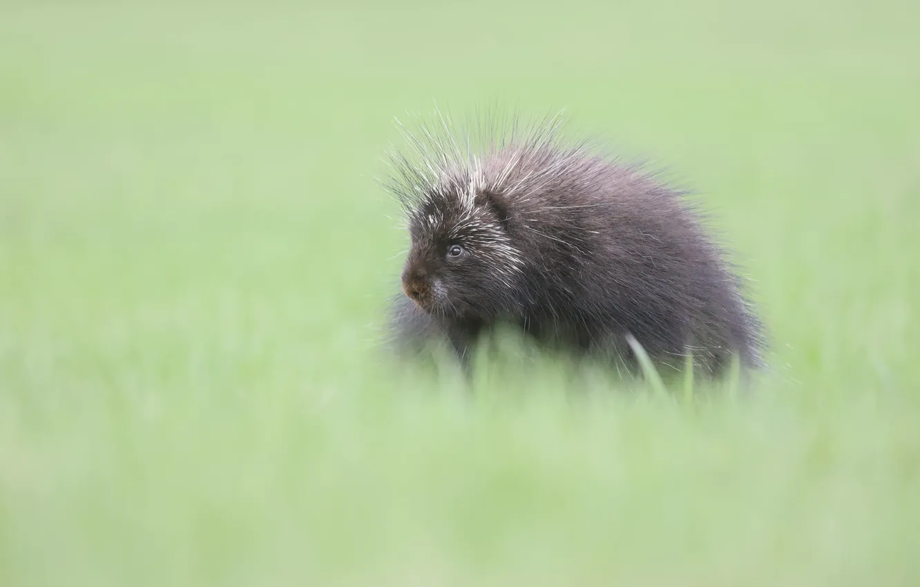 Photo wallpaper grass, background, glade, cub, porcupine